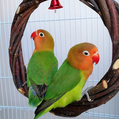 Bird Standing Frame Rattan Ring Chewing Toy Bird Cage